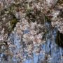 Cherry Blossom – Higan Weeping – 4ft – #15 Container